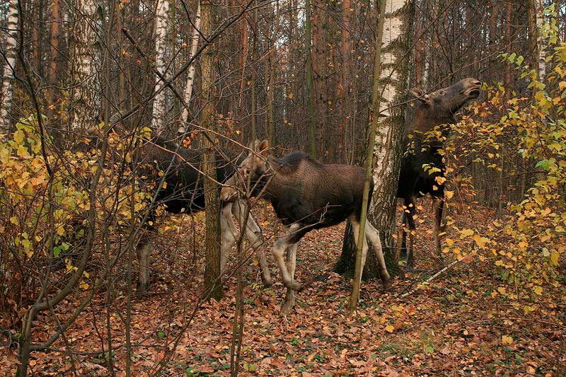 Семья лосей в национальном парке Лосиный остров Семья лосей в национальном парке Лосиный остров