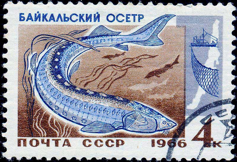 1966 год: Байкальский осётр 1966 год: Байкальский осётр