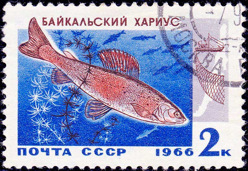 1966 год: Байкальский хариус 1966 год: Байкальский хариус